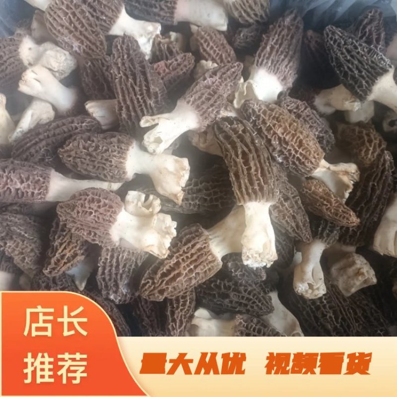 高原人工种植人的新鲜羊肚菌