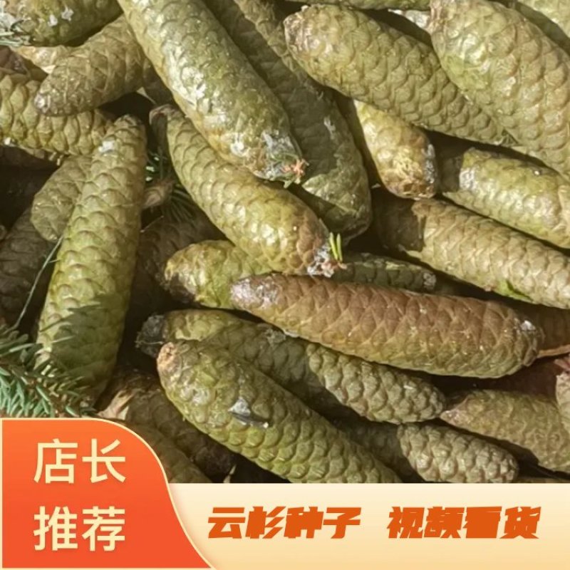 云杉种子
