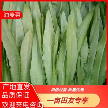 精品油麦菜大量供应对接商超市场批发品质上乘欢迎来电