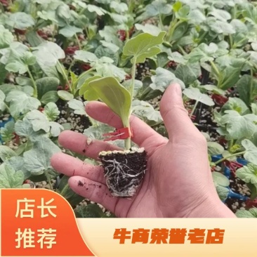 西瓜苗，嫁接甜王西瓜苗，基地直发可视频看苗