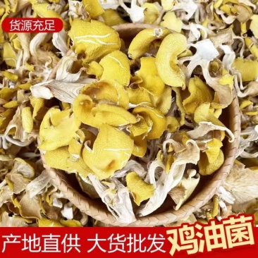 鸡油菌榆黄菇一手货源产地供应可视频看货