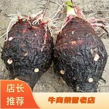 江永香芋大量上市品质量大从优产地直发支持视频