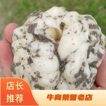 湖南正宗龙牙百合,产地供货,百泥土货,欢迎来电。