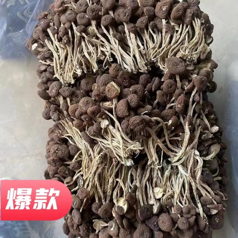 江西茶树菇5号菇