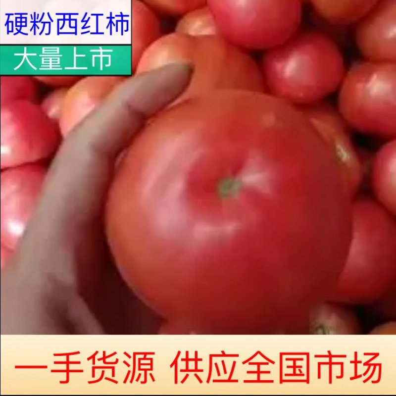 河北精品硬粉西红柿基地直供对接批发价格优惠欢迎采购