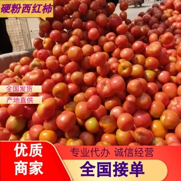 【硬粉西红柿】颜色鲜亮耐运输价格美丽代办一条龙服务