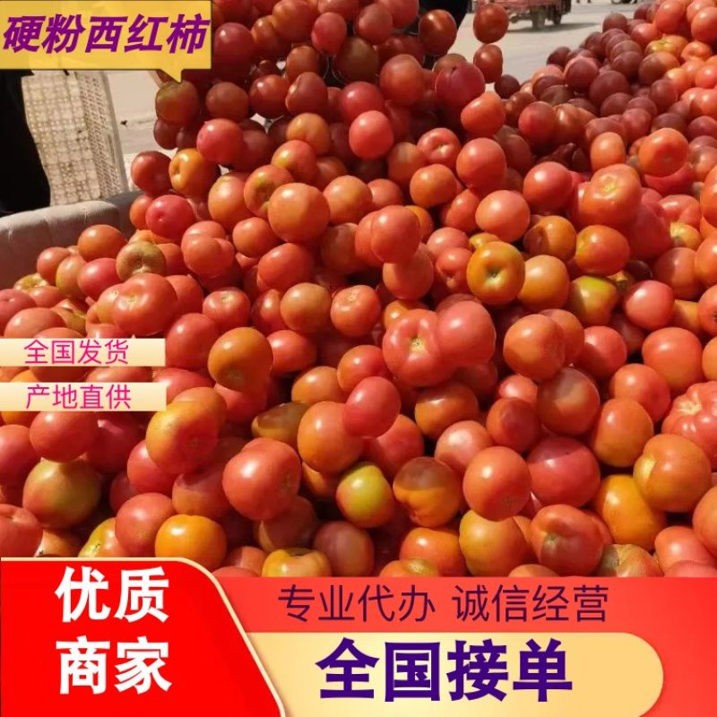 【硬粉西红柿】颜色鲜亮耐运输价格美丽代办一条龙服务