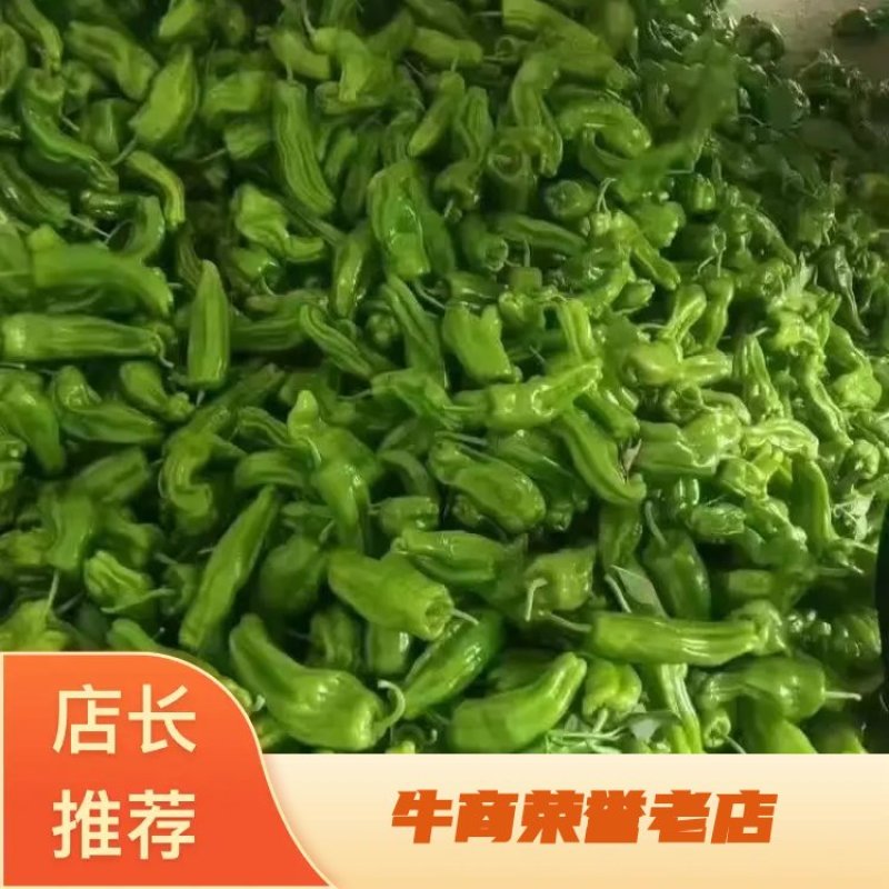薄皮椒薄皮青椒产品发货商超品质全国代发欢迎电话订货