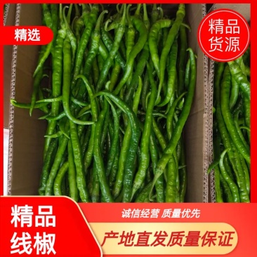 河南商丘大量精品线椒上市，条形长，质量好，需要的老板联系
