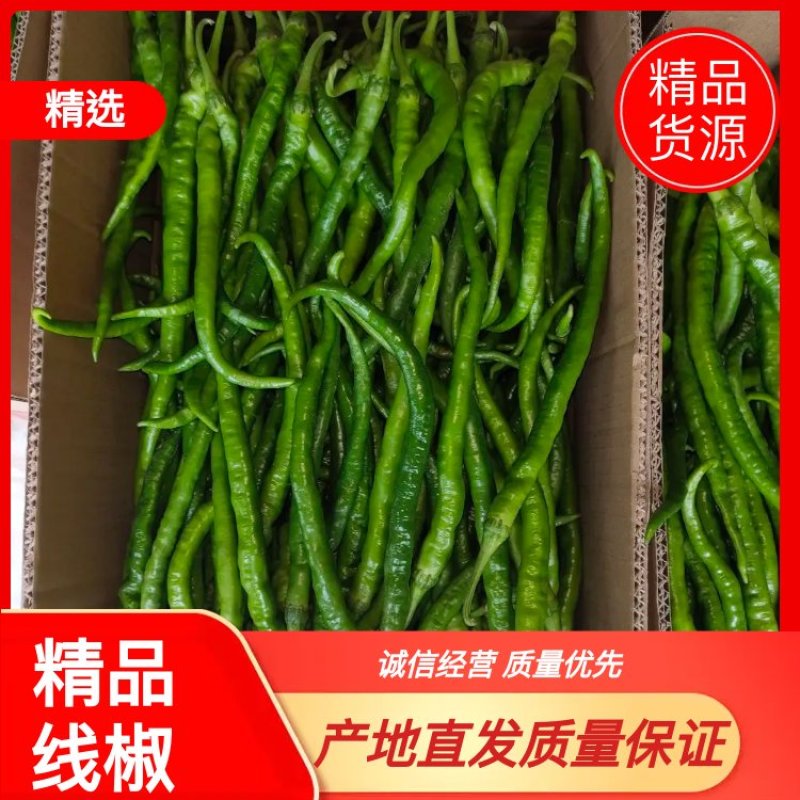 河南商丘大量精品线椒上市，条形长，质量好，需要的老板联系