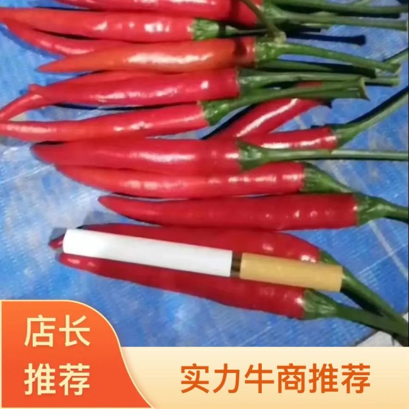 河南小米椒精品艳红辣椒产地直发可视频看货量大从优