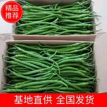 精品线椒10~15厘米青皮辣椒，一手货源，全国代发！