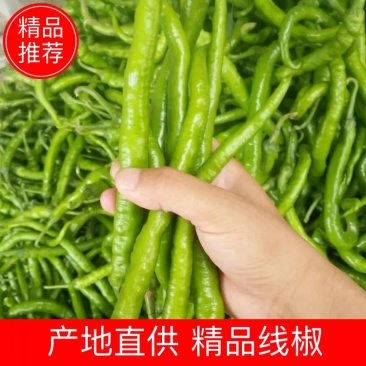 精品线椒10~15厘米青质量保证，全国代发！