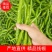 精品线椒10~15厘米青质量保证，全国代发！