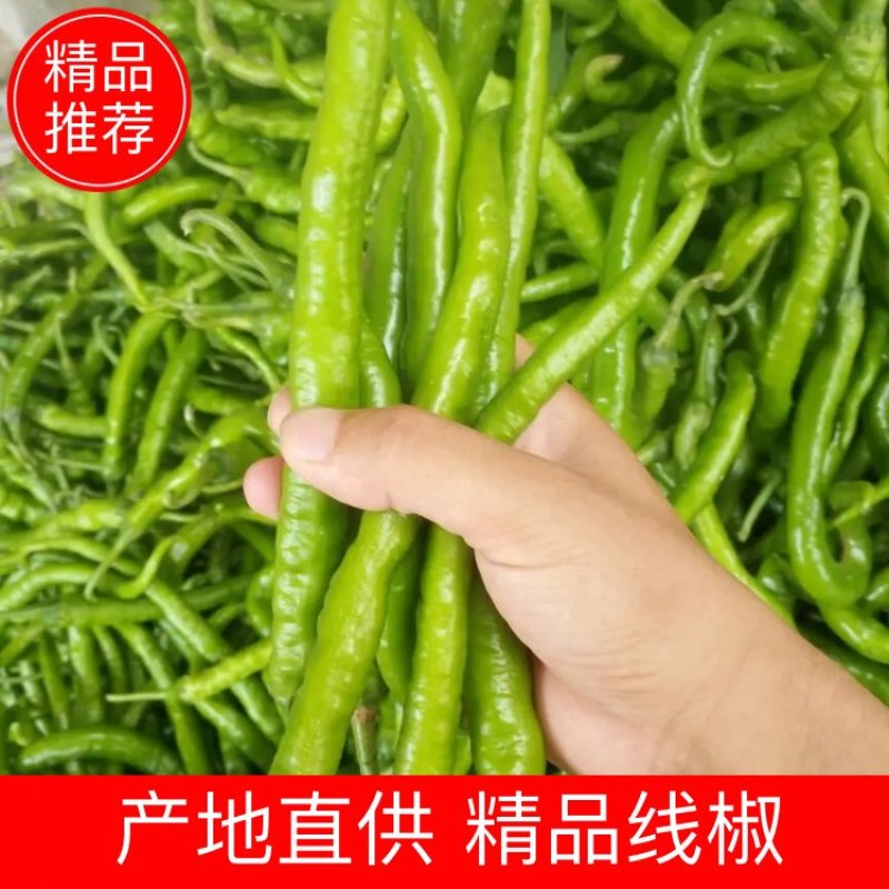 精品线椒10~15厘米青质量保证，全国代发！