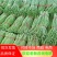 精品大棚豆角品质上床长直无虫眼产地现摘现发欢迎来电