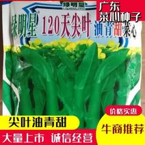 便宜！耐寒绿明星120天尖叶油青甜广东菜心种子宁夏菜心种子