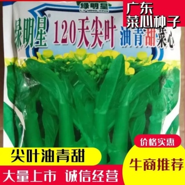 便宜!耐寒绿明星120天尖叶油青甜广东菜心种子宁夏菜心种子