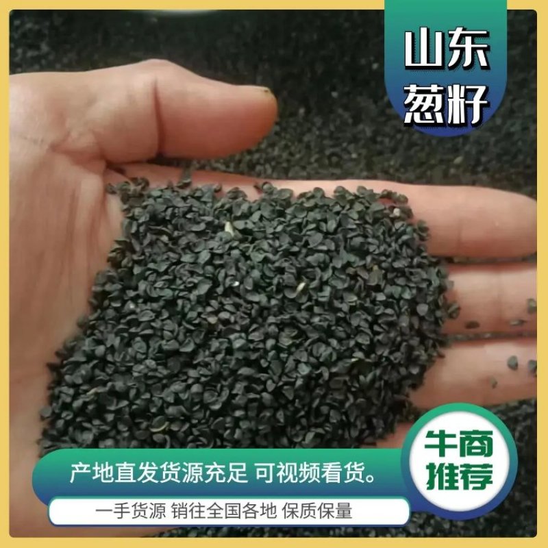 安丘铁杆葱籽刚葱籽香葱籽品种齐全价格合理保证发芽率全国可发