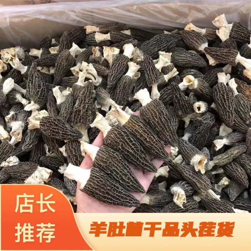 2025年新羊肚菌干品纯头茬货新鲜上市