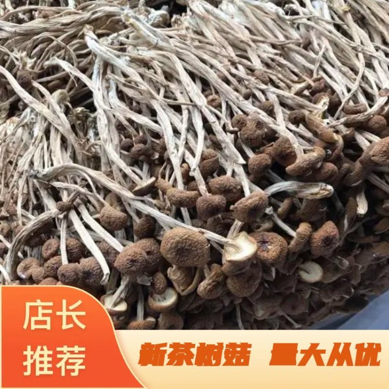 2025年新货三号茶树菇没开伞小帽子细条煲汤食材