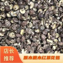 原木椴木红茶花菇，仿野生种植香味好，厚肉