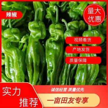 精品基芜湖薄皮椒泡椒螺丝椒线辣椒产地直发质量保证