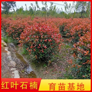 『品类多样』红叶石楠球四季常青规格齐全庭院绿化