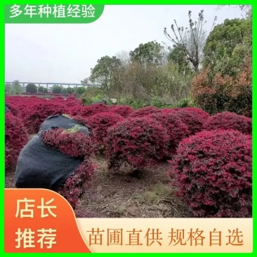 『苗圃直发』红花继木球各种绿化球规格齐全货源充足欢迎咨询