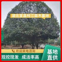 【苗圃直供】湖北宜昌桂花树规格齐全现挖现发欢迎