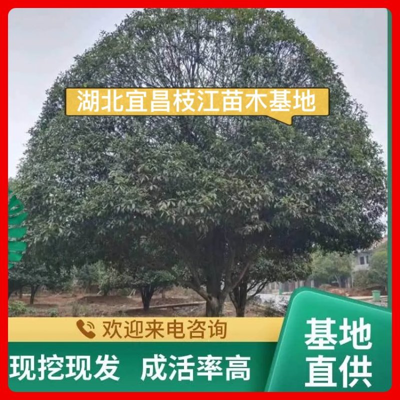 【苗圃直供】湖北宜昌桂花树规格齐全现挖现发欢迎联系