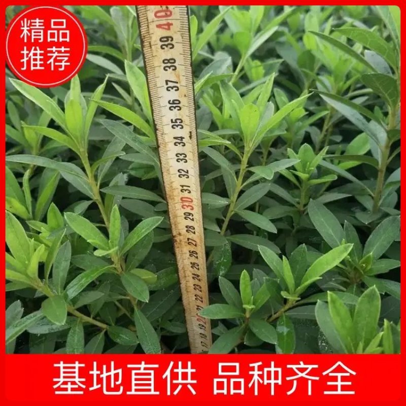 【四季常青】湖北毛鹃苗工程苗绿化苗圃直供欢迎咨询