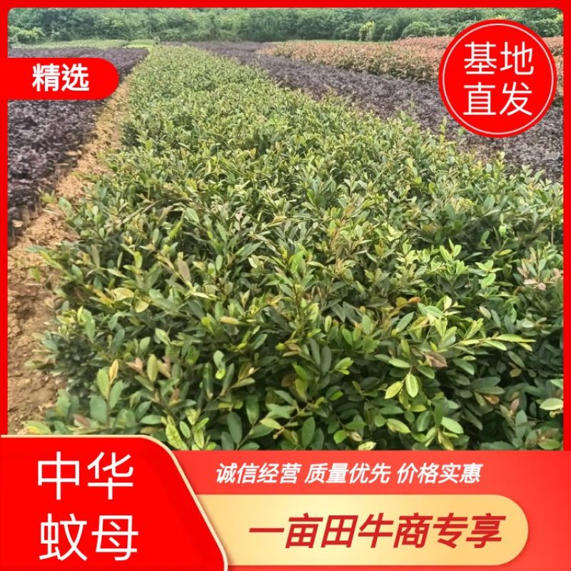 【耐寒耐热】湖北宜昌中华蚊母树苗园林庭院苗绿化工程苗批发