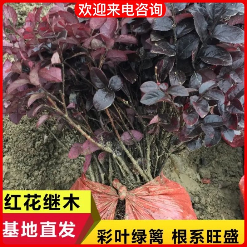 【一手货源】湖北枝江红继木苗苗圃直发货源充足价格实惠