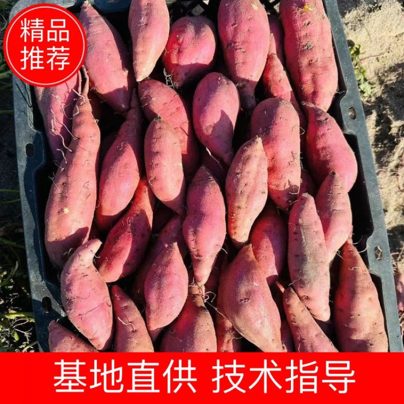 [热卖]海南红薯蜜薯小香薯产地直发可视频看货