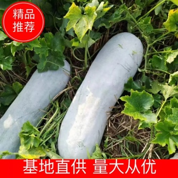 精品白冬瓜，个大质量上乘，基地供货，量大从优。