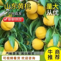安徽六安黄桃品质保证诚信经营欢迎联系接商超市场电商