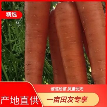 优质：胡萝卜
