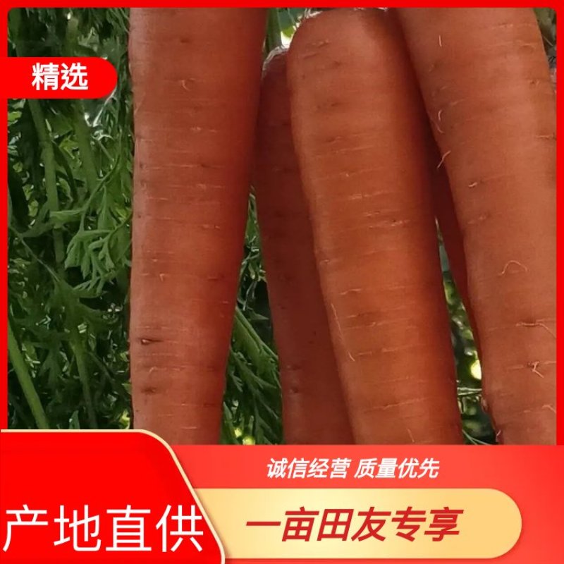 优质：胡萝卜