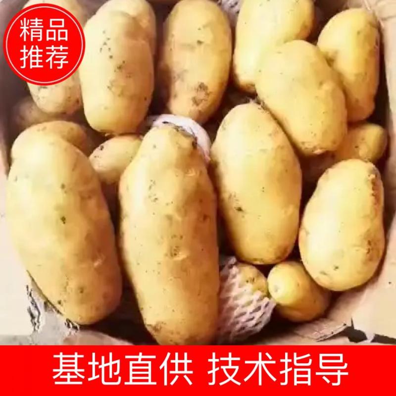 土豆/荷兰十五土豆/山东土豆/平阴土豆/黄心土豆，V7