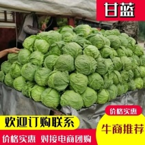 万亩甘蓝种植基地，精品山西晋中圆包菜，产地一手货源量大