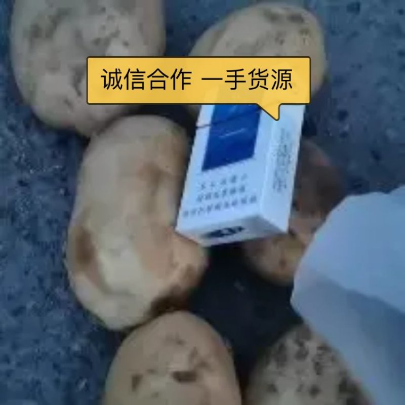 沃土5号土豆大量供应价格美丽诚信合作欢迎来电咨询