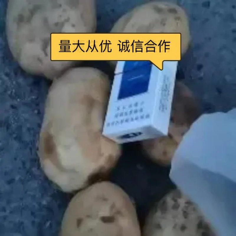 沃土5号土豆大量供应价格美丽诚信合作欢迎来电咨询