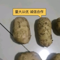 沃土5号土豆大量供应价格美丽诚信合作欢迎来电咨询