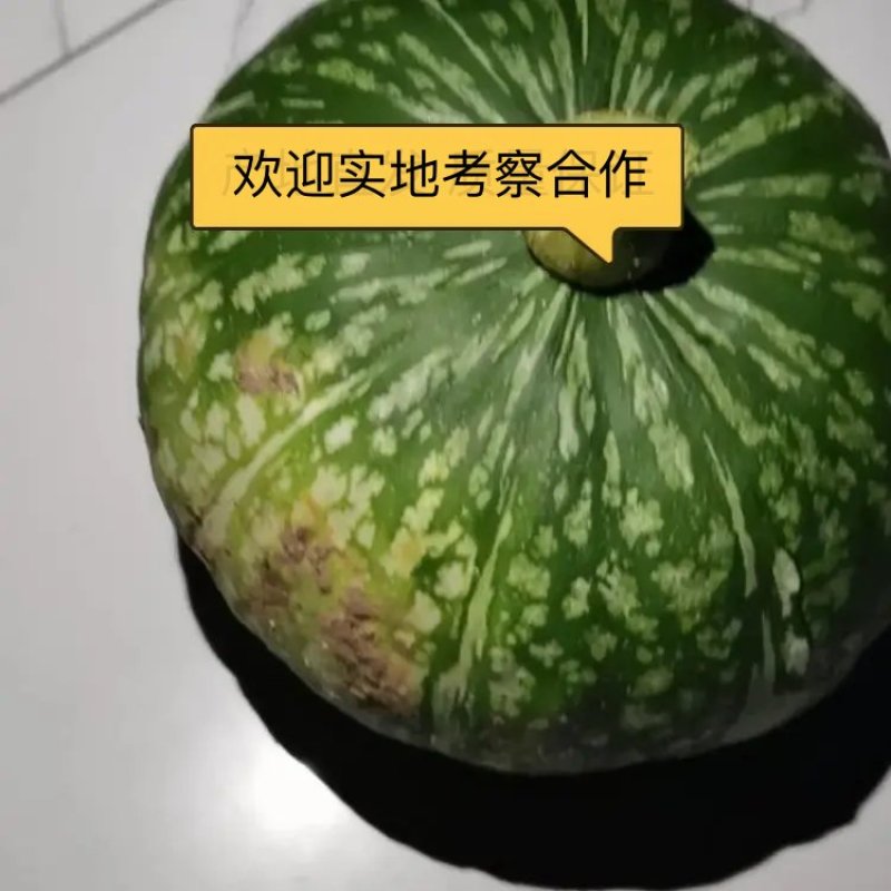 密本南瓜产地直发货源充足诚信合作量大从优欢迎来电