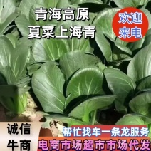 青海高原夏菜上海青小油菜专业走货团队按需配货