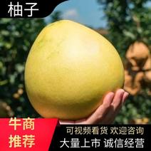 精品白柚/红心柚/四川柚子一手货源批发市场商超电商来电