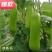 湖南邵阳基地直供早熟高产瓠瓜苗，提供技术，全国发货，