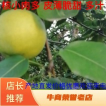 山西临猗坡上精品（早酥梨）量大火爆大量热卖中，量大质优！