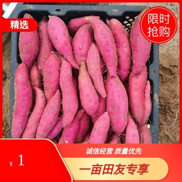 海南小香薯，天目山小香薯，心香红薯，沙地红薯
